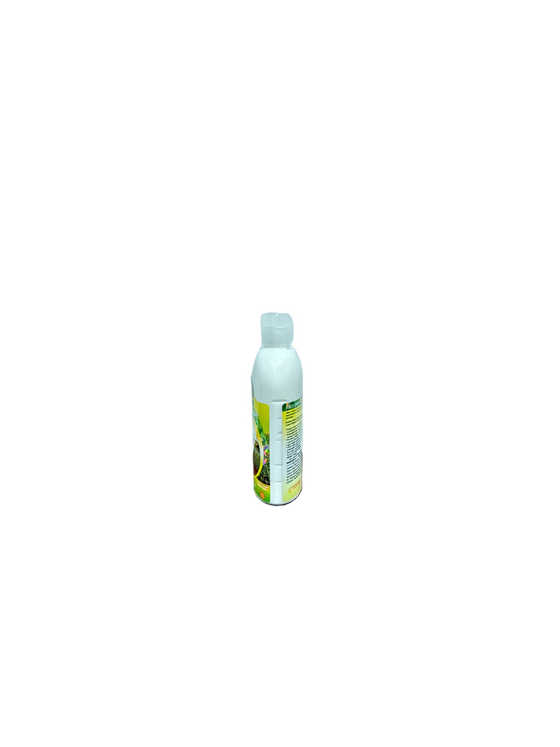 Juicy Pineapple Kukui + Shea Hawaiian Silky Lotion 8.5oz